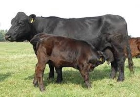 Moorhoof Welsh Black